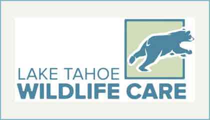 Lake Tahoe Wildlife Care